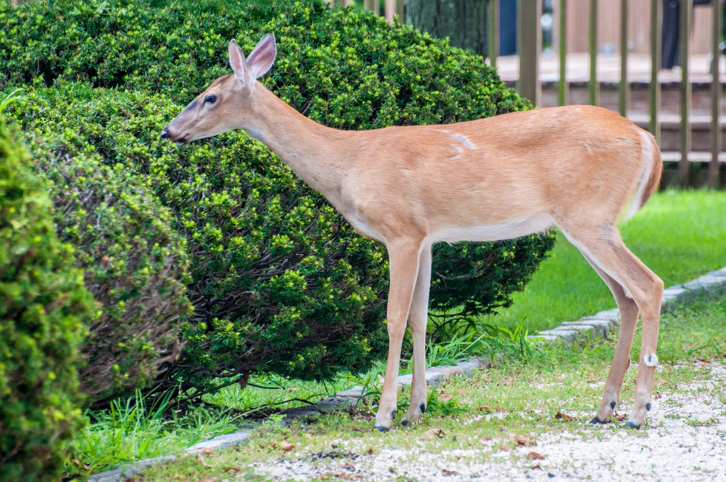 deer in yard eating bushes