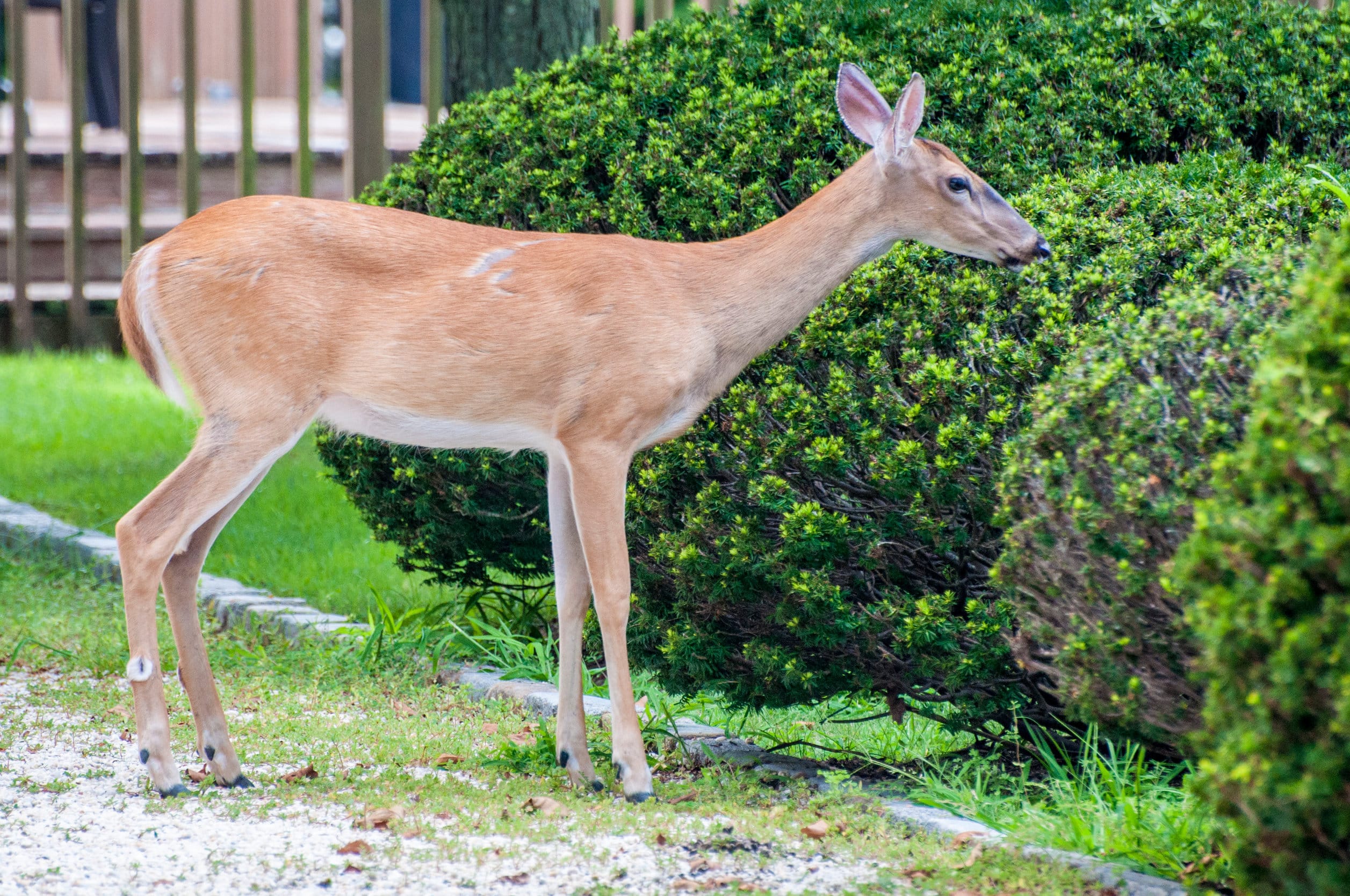 A deer in the yard munching on some shrubs